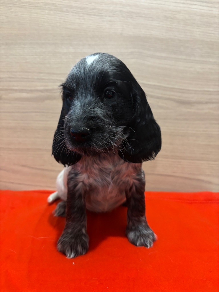 Des Moulins Etoilés - Chiot disponible  - Cocker Spaniel Anglais