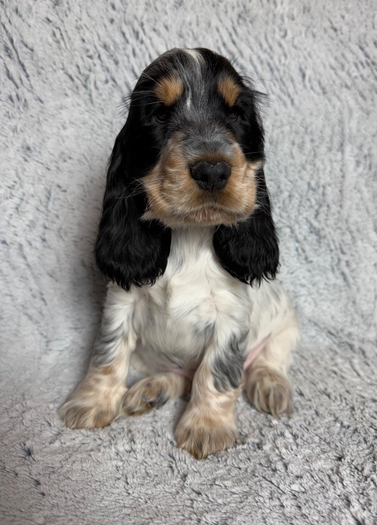 Des Moulins Etoilés - Chiot disponible  - Cocker Spaniel Anglais