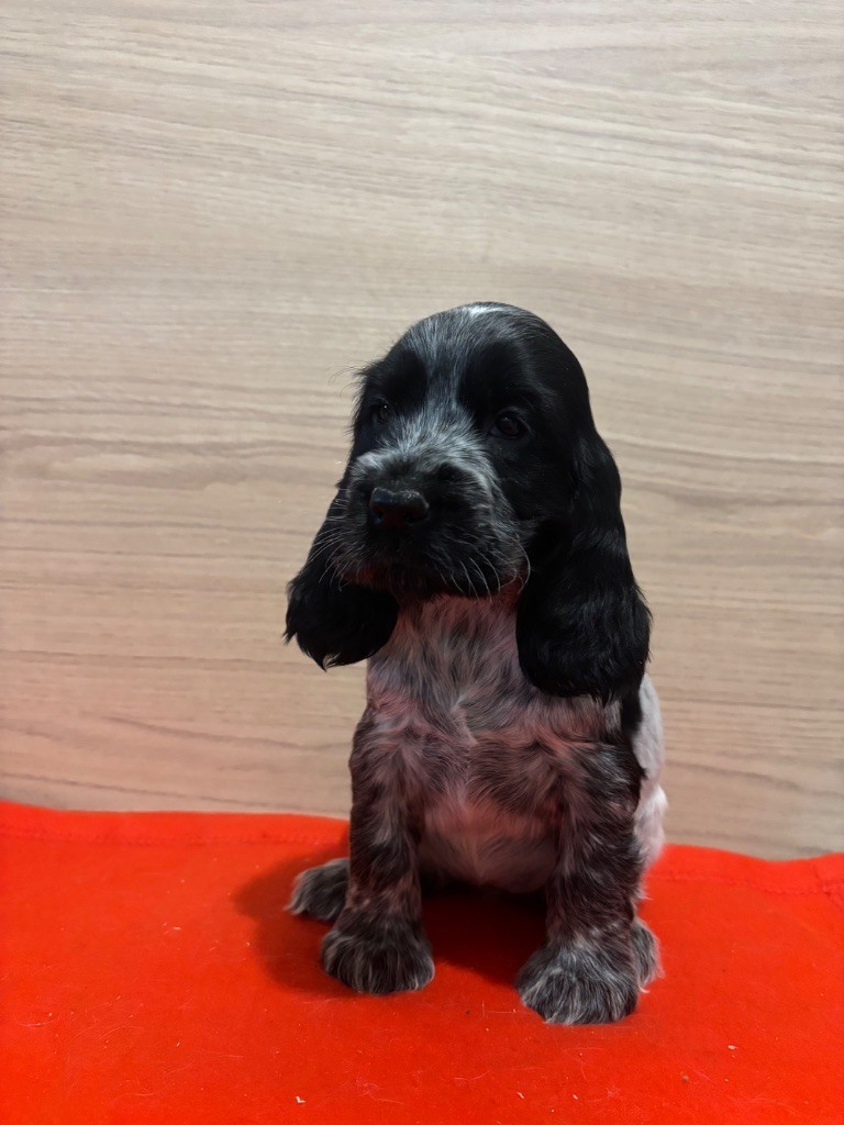 Des Moulins Etoilés - Chiot disponible  - Cocker Spaniel Anglais