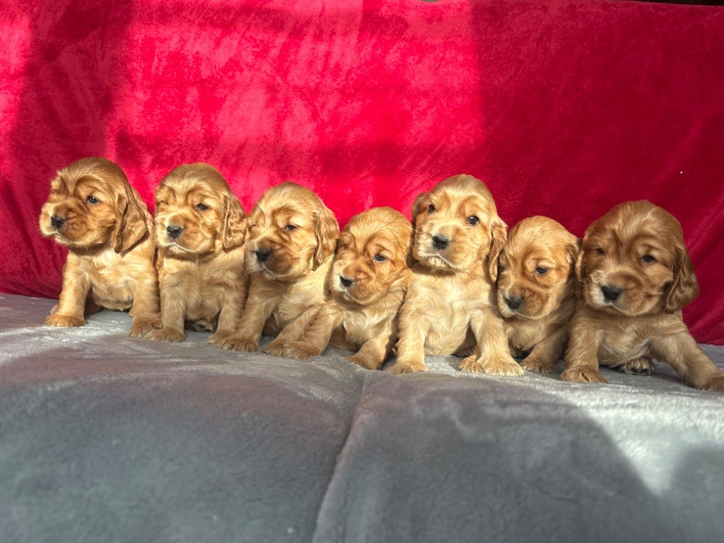 chiot Cocker Spaniel Anglais Des Moulins Etoilés