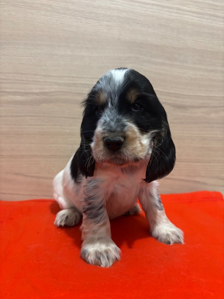 Des Moulins Etoilés - Chiot disponible  - Cocker Spaniel Anglais