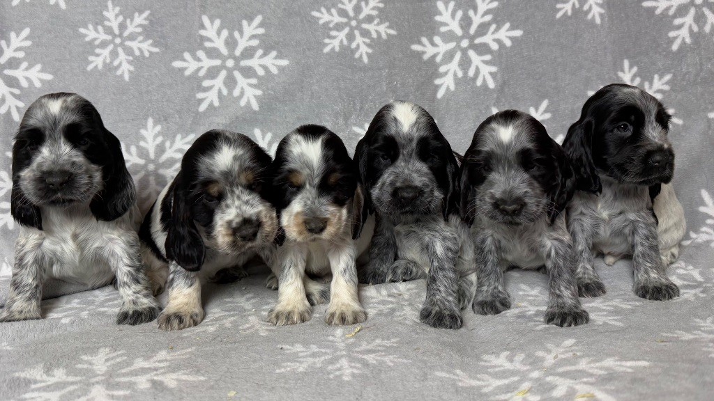 chiot Cocker Spaniel Anglais Des Moulins Etoilés