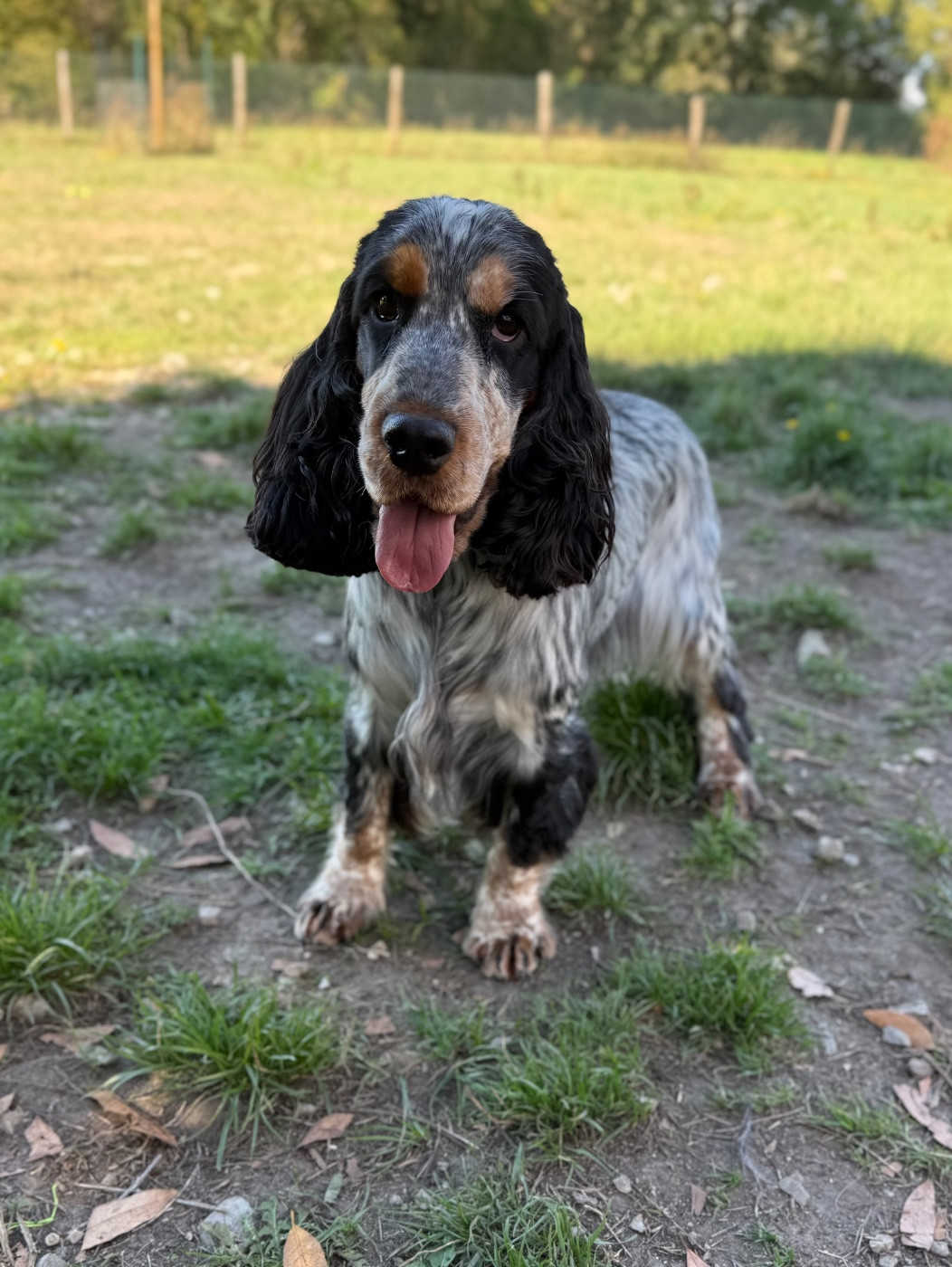 AUSTIN Du domaine des clayeux