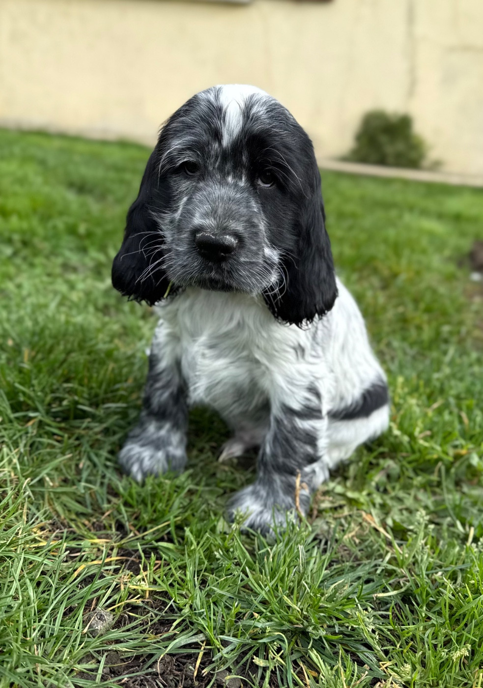 Des Moulins Etoilés - Chiots disponibles - Cocker Spaniel Anglais