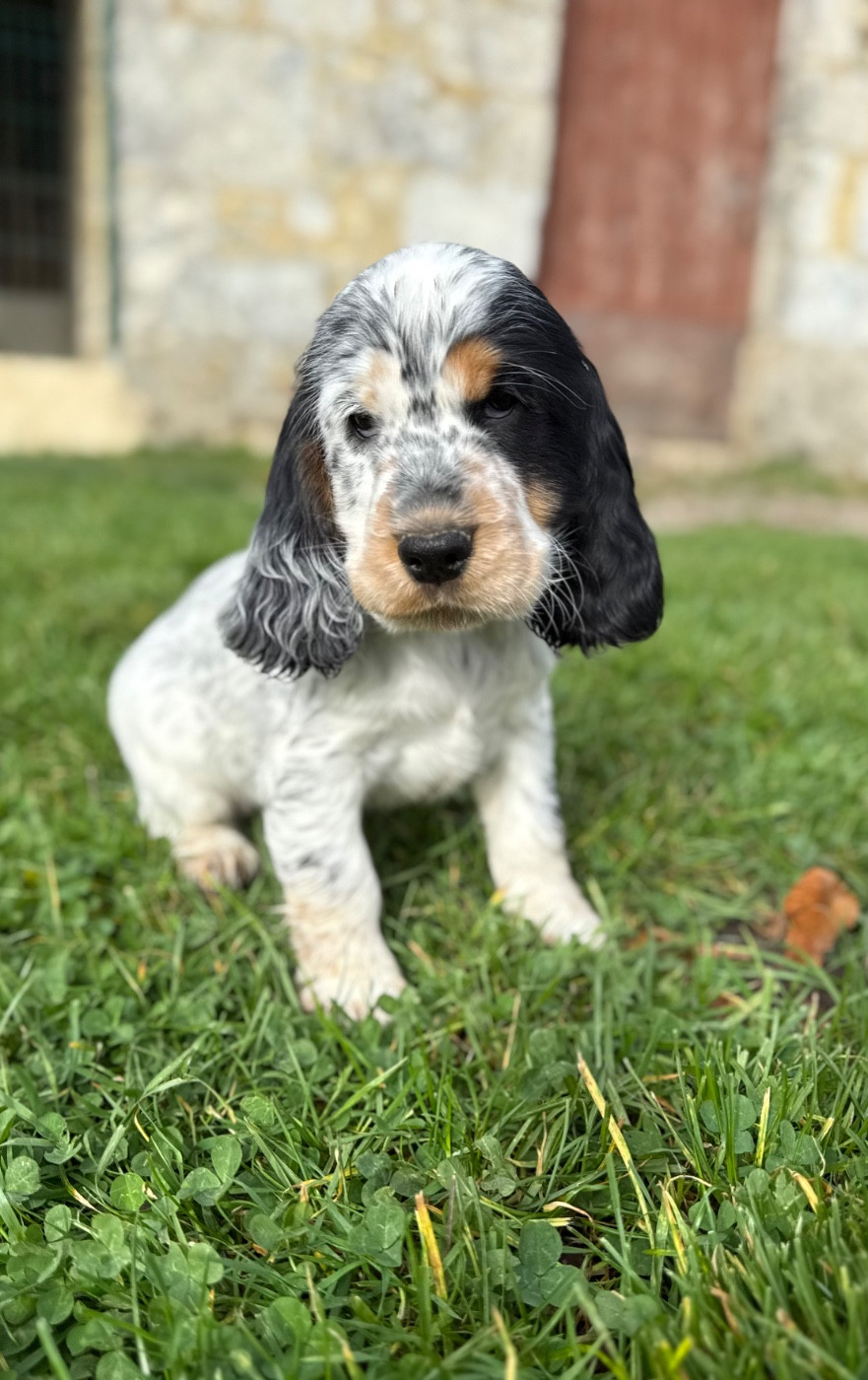 Des Moulins Etoilés - Chiots disponibles - Cocker Spaniel Anglais