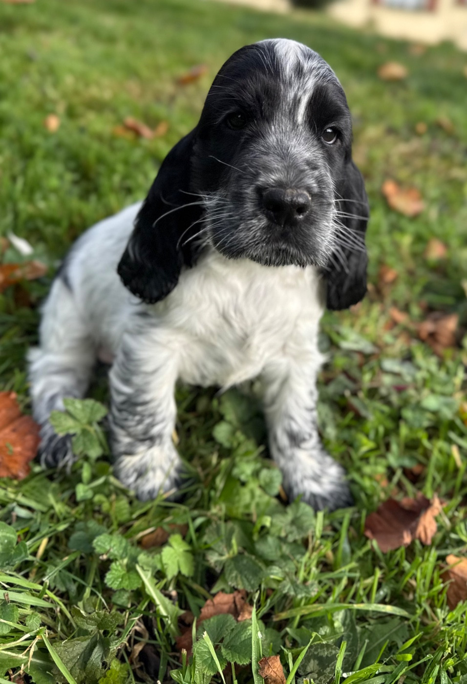 Des Moulins Etoilés - Chiots disponibles - Cocker Spaniel Anglais