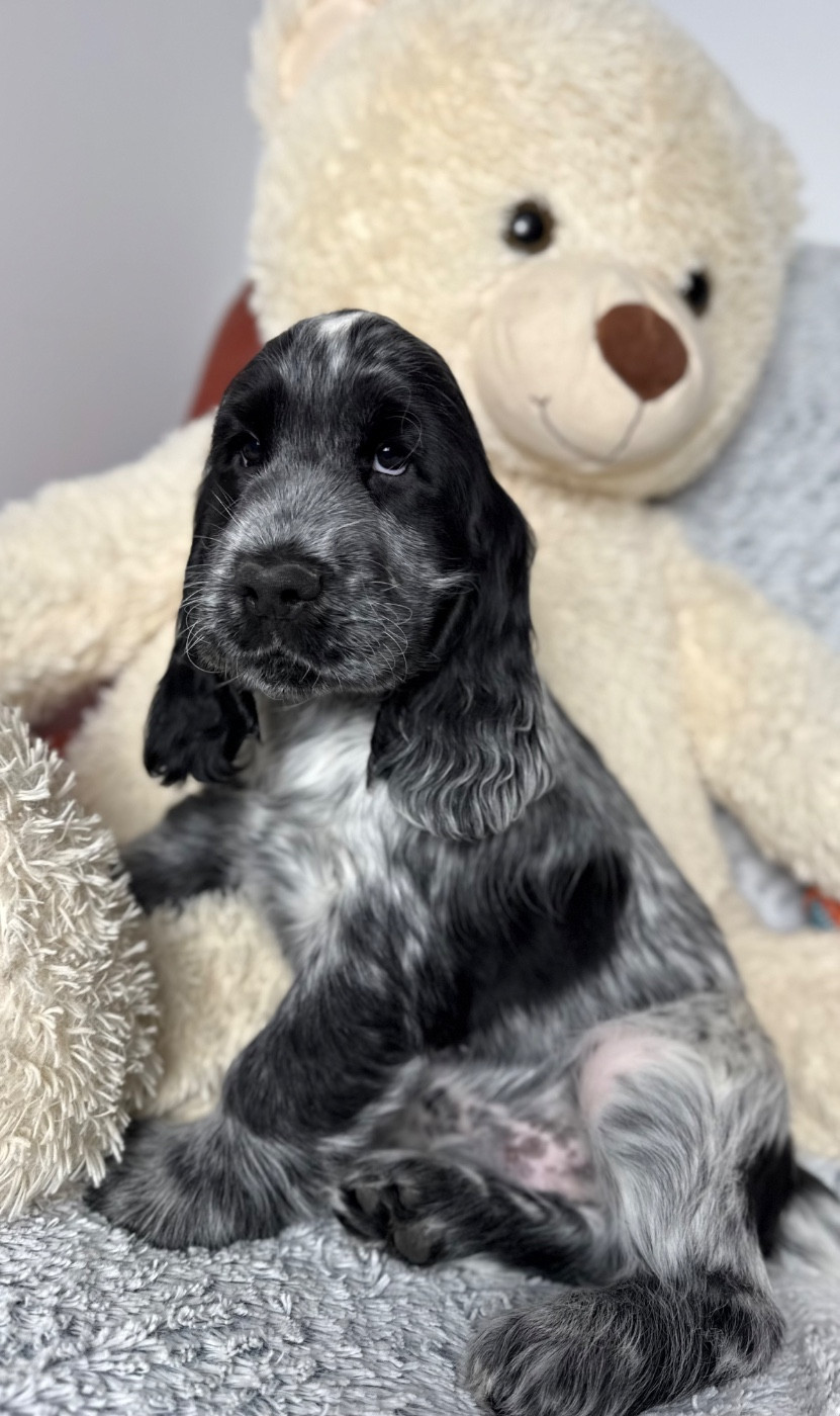 Des Moulins Etoilés - Cocker Spaniel Anglais - Portée née le 01/09/2025