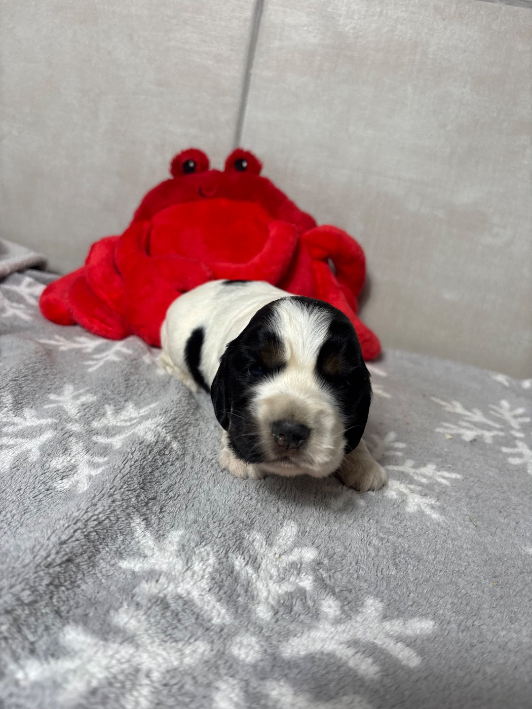 Des Moulins Etoilés - Chiots disponibles - Cocker Spaniel Anglais