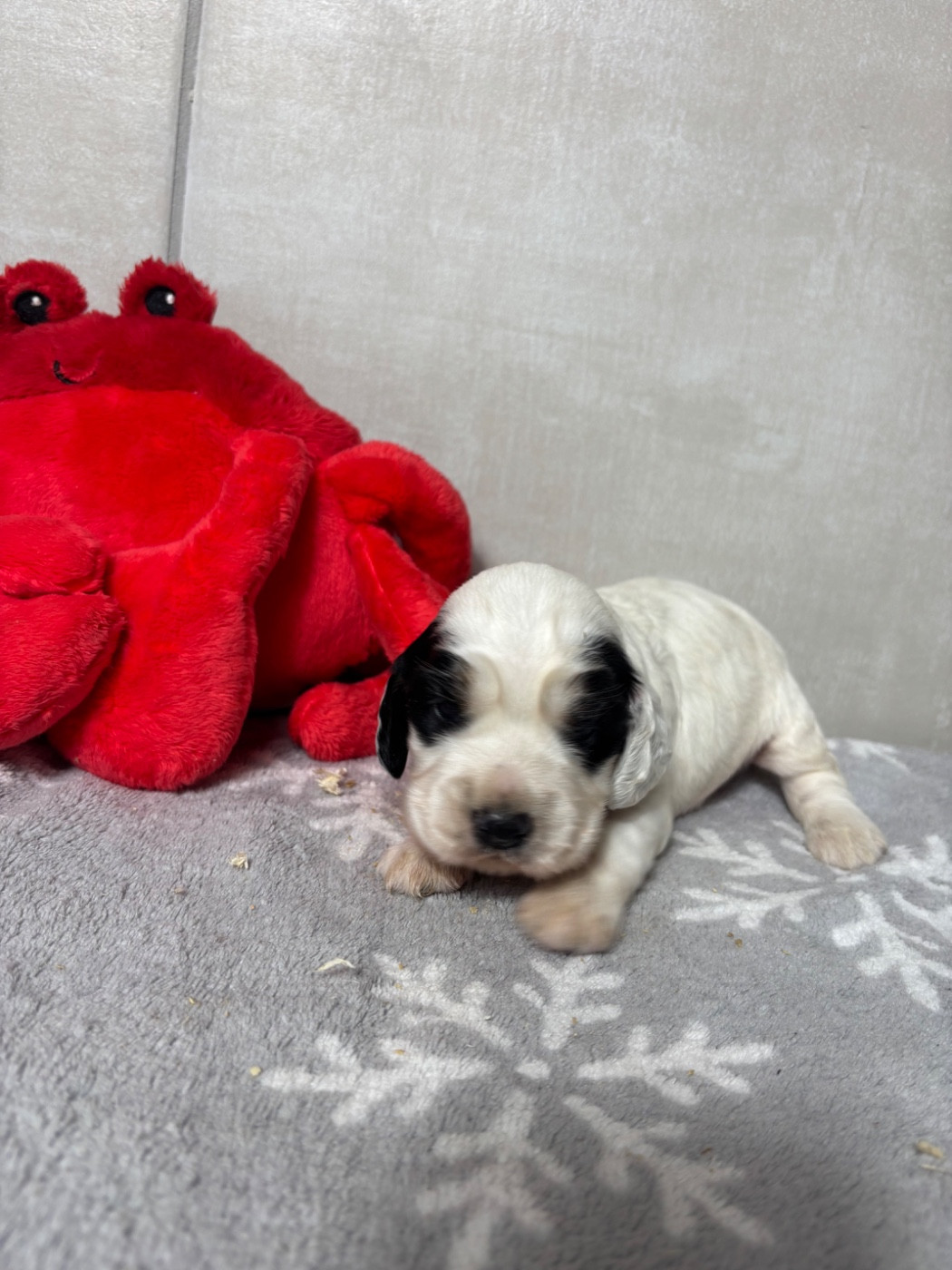 Des Moulins Etoilés - Chiots disponibles - Cocker Spaniel Anglais