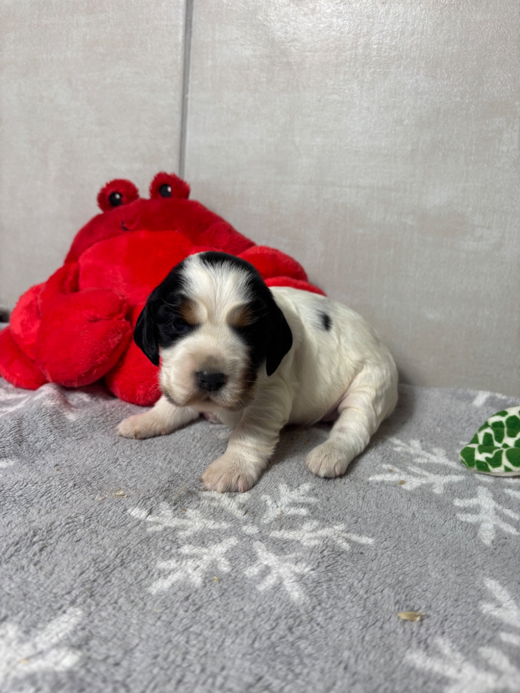 Des Moulins Etoilés - Chiots disponibles - Cocker Spaniel Anglais