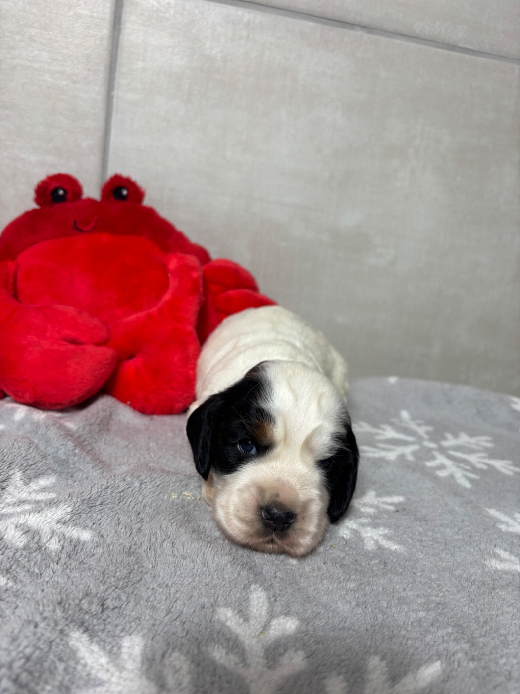 Des Moulins Etoilés - Chiots disponibles - Cocker Spaniel Anglais