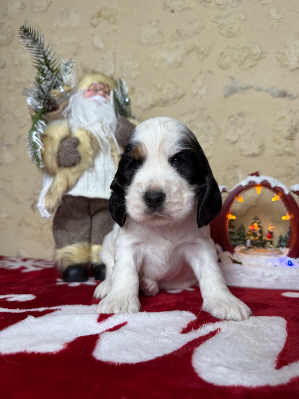 Des Moulins Etoilés - Chiots disponibles - Cocker Spaniel Anglais