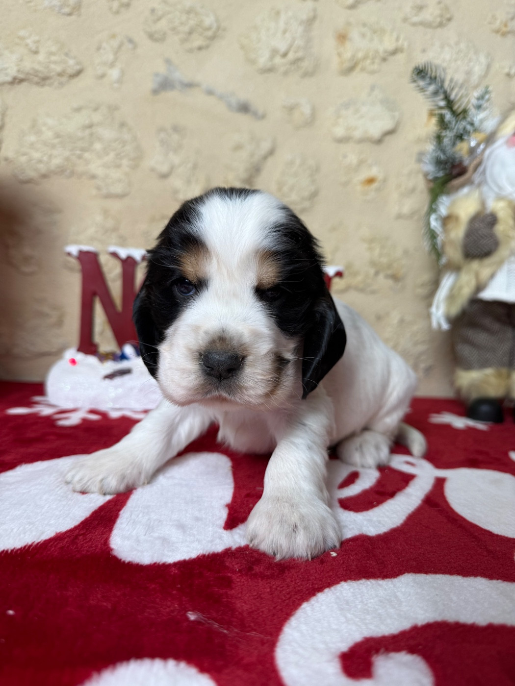 Des Moulins Etoilés - Chiots disponibles - Cocker Spaniel Anglais
