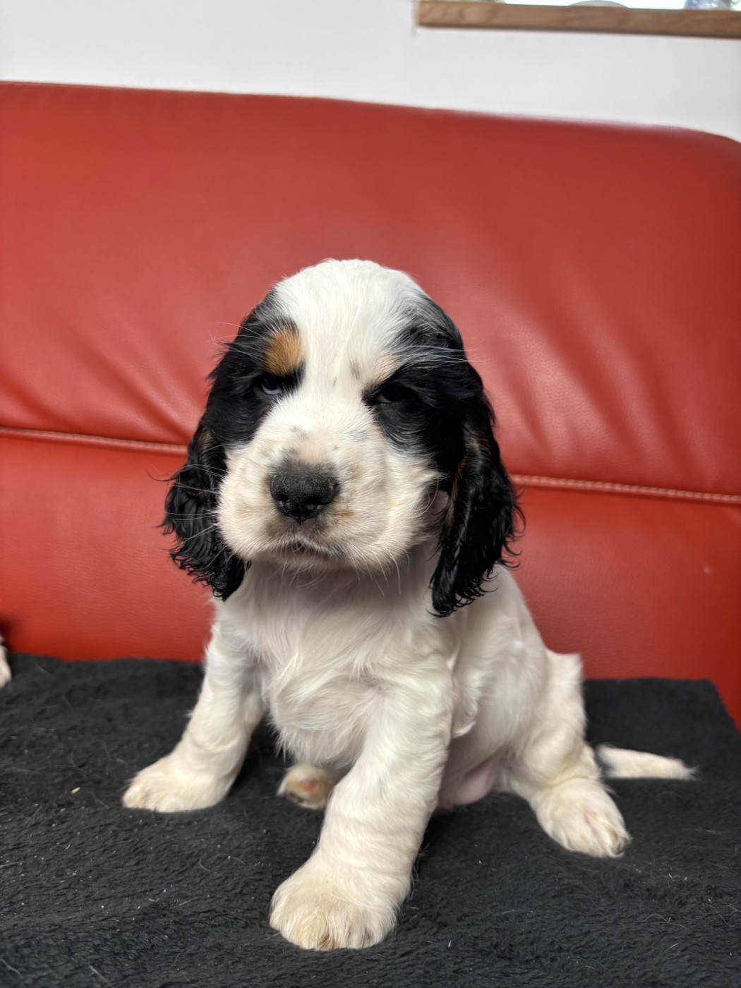 Des Moulins Etoilés - Chiots disponibles - Cocker Spaniel Anglais