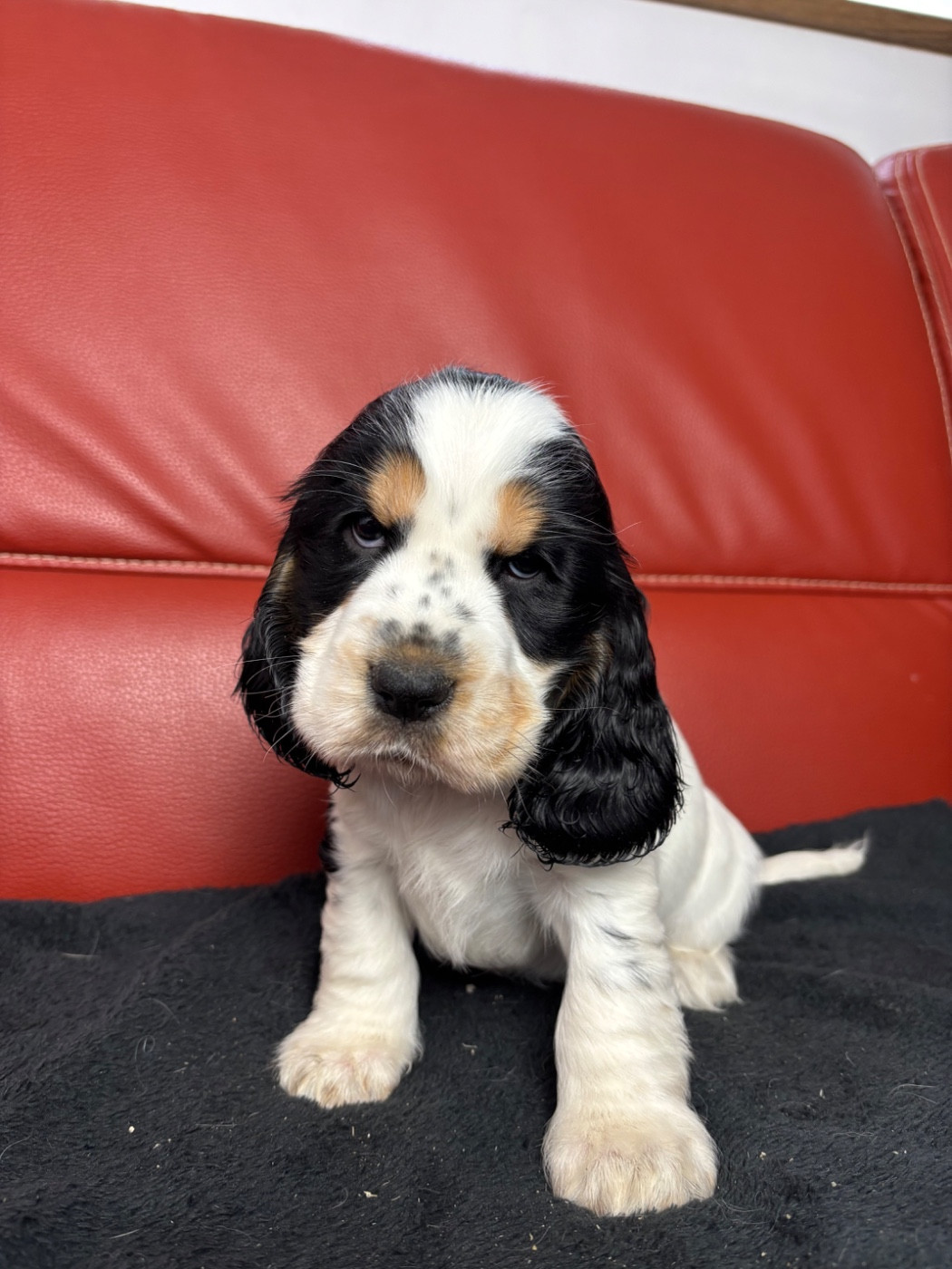 Des Moulins Etoilés - Chiots disponibles - Cocker Spaniel Anglais