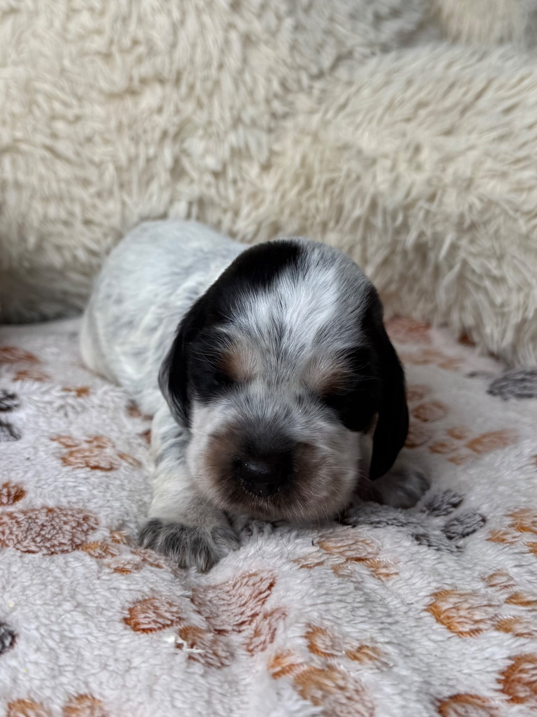 Des Moulins Etoilés - Chiots disponibles - Cocker Spaniel Anglais