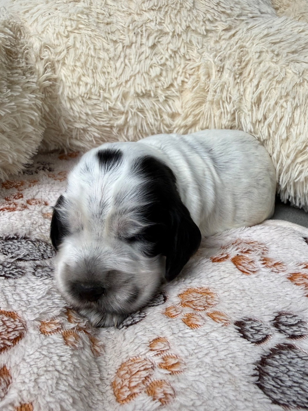 Des Moulins Etoilés - Chiots disponibles - Cocker Spaniel Anglais