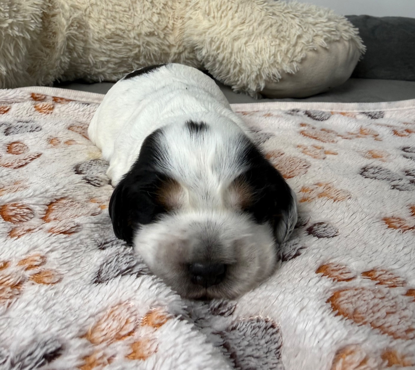 Des Moulins Etoilés - Chiots disponibles - Cocker Spaniel Anglais