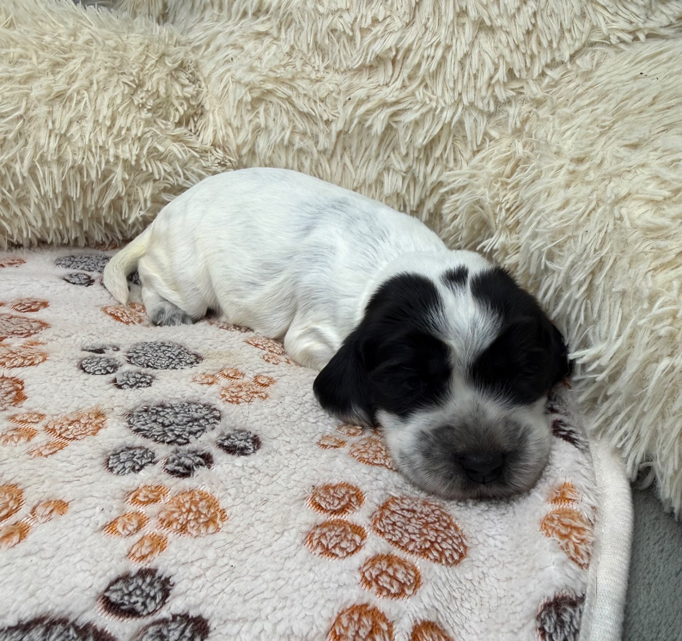 Des Moulins Etoilés - Chiots disponibles - Cocker Spaniel Anglais