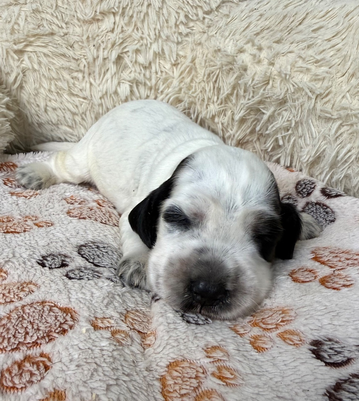 Des Moulins Etoilés - Chiots disponibles - Cocker Spaniel Anglais
