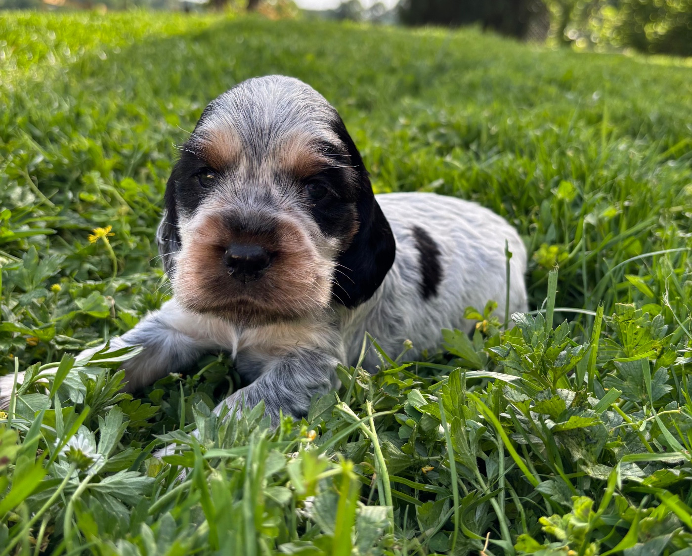 Des Moulins Etoilés - Chiots disponibles - Cocker Spaniel Anglais