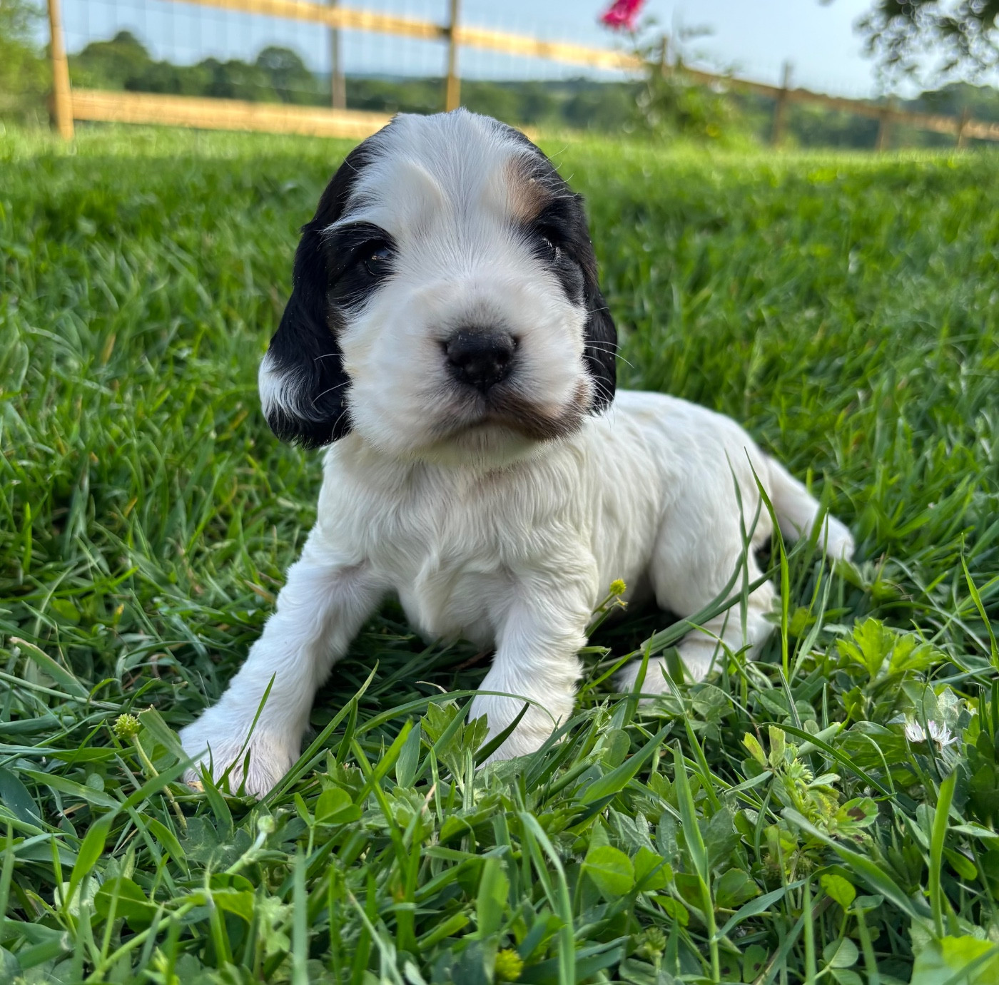 Des Moulins Etoilés - Chiots disponibles - Cocker Spaniel Anglais