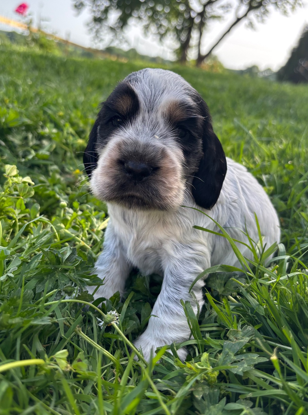 Des Moulins Etoilés - Chiots disponibles - Cocker Spaniel Anglais