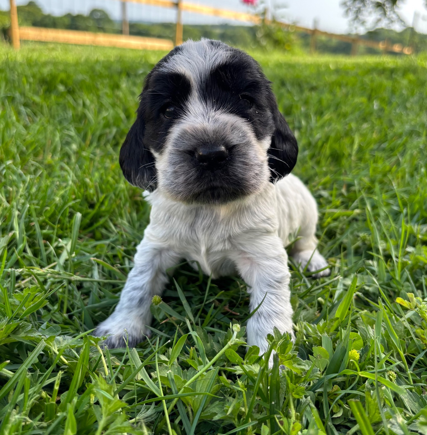 Des Moulins Etoilés - Chiots disponibles - Cocker Spaniel Anglais