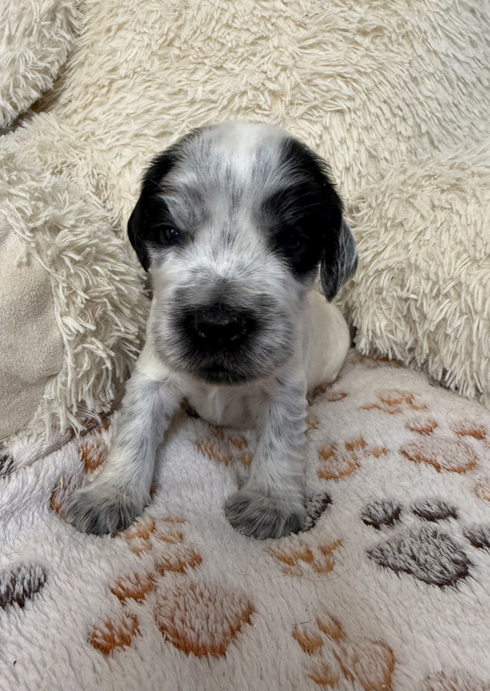 Des Moulins Etoilés - Chiots disponibles - Cocker Spaniel Anglais