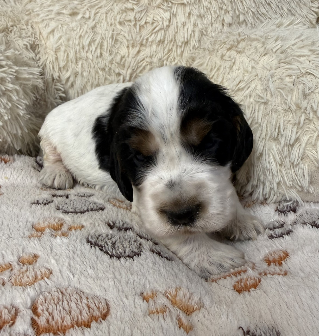 Des Moulins Etoilés - Chiots disponibles - Cocker Spaniel Anglais