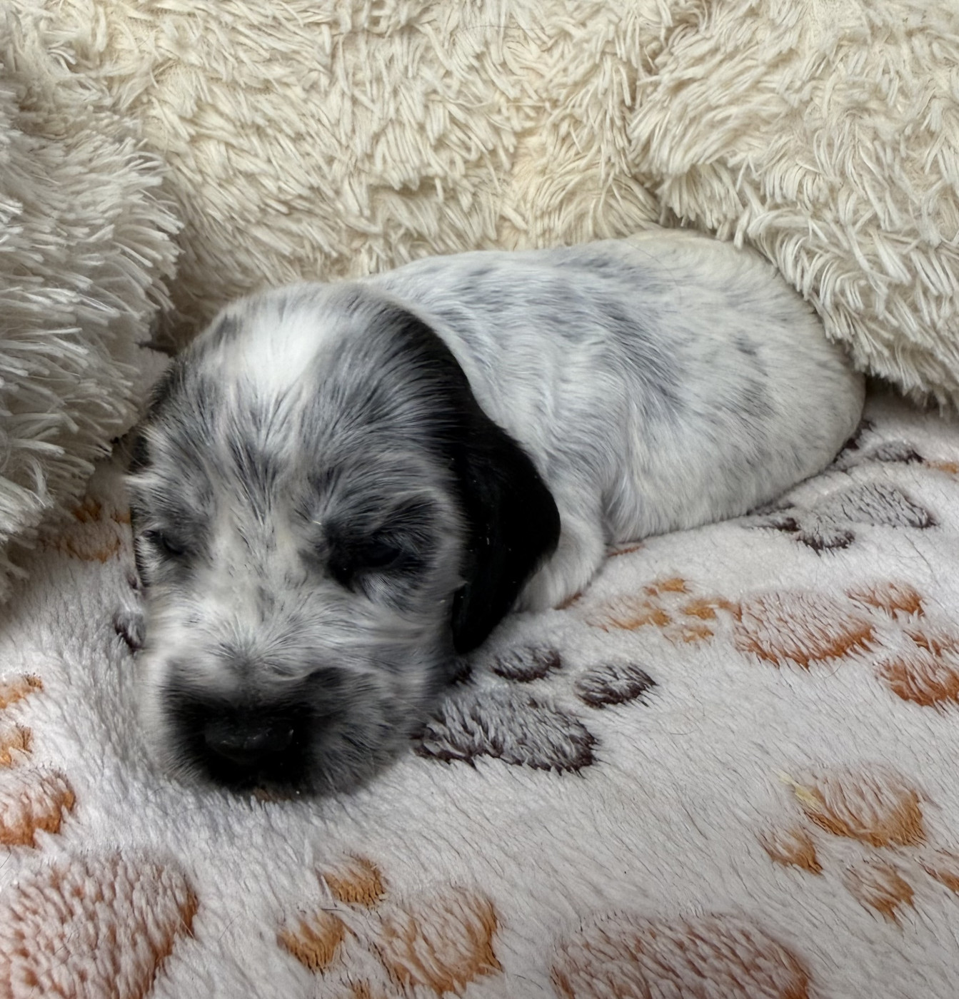 Des Moulins Etoilés - Chiots disponibles - Cocker Spaniel Anglais