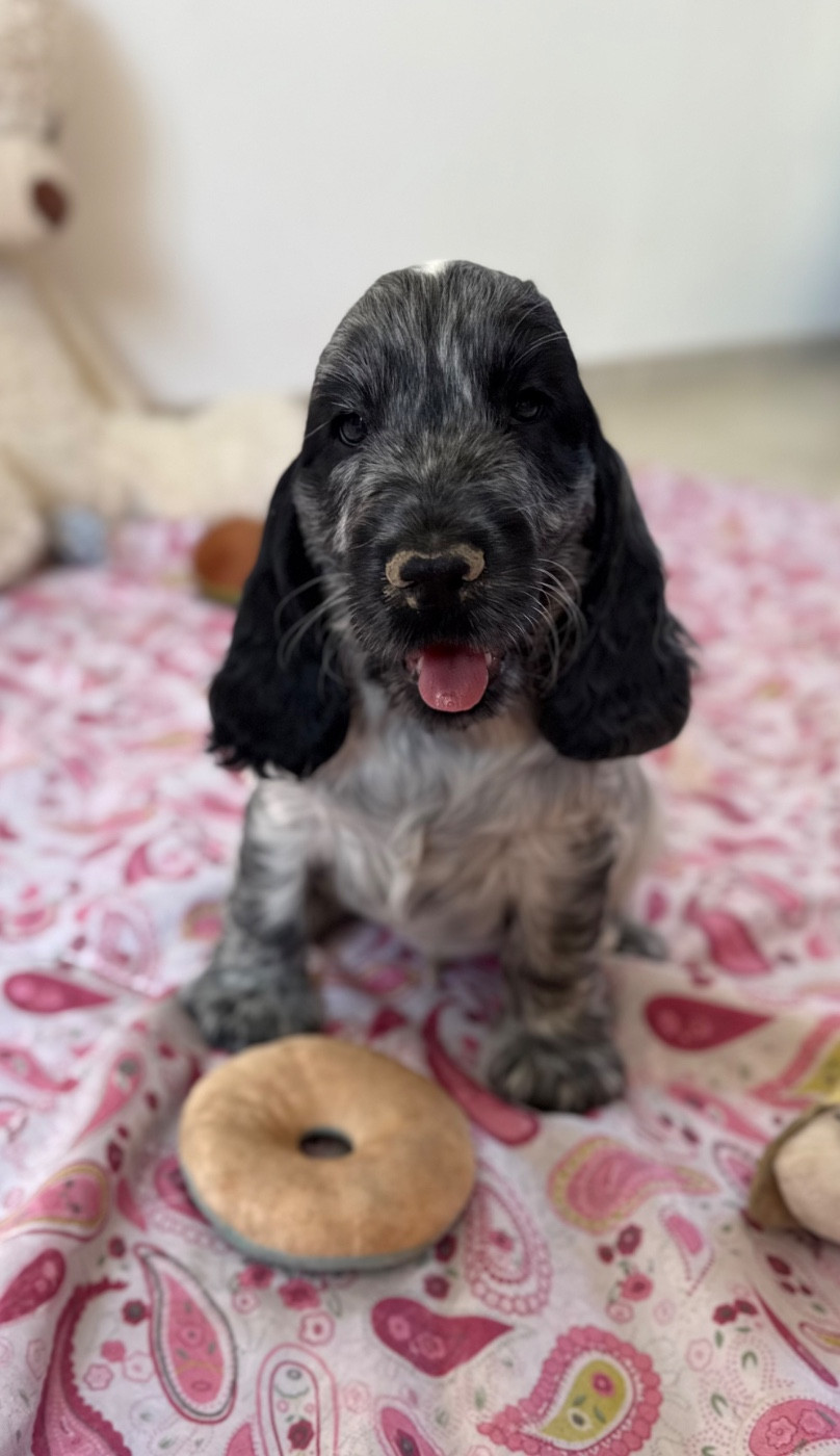 Des Moulins Etoilés - Chiots disponibles - Cocker Spaniel Anglais