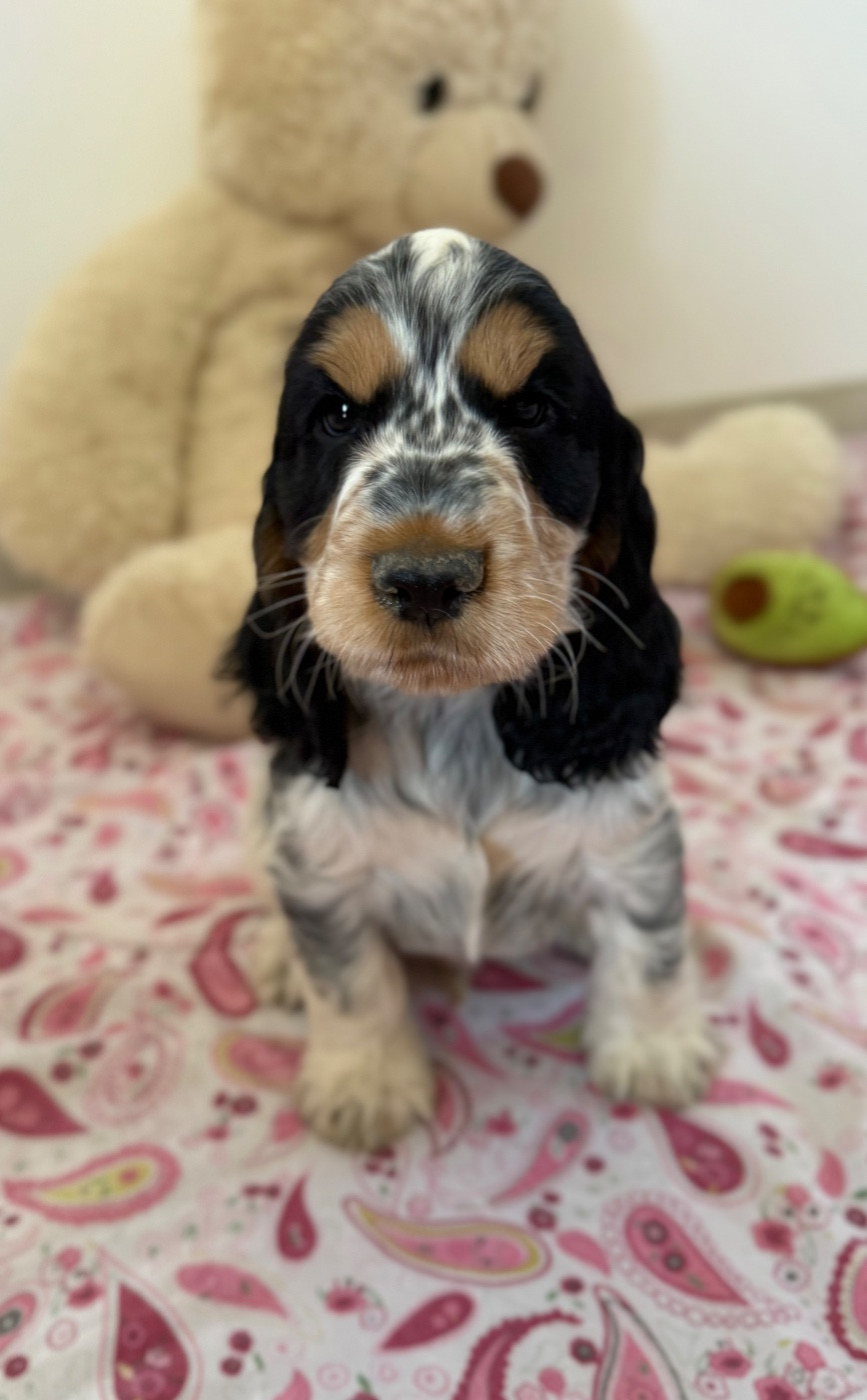 Des Moulins Etoilés - Chiots disponibles - Cocker Spaniel Anglais