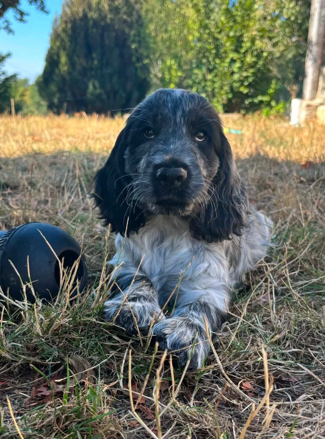 Des Moulins Etoilés - Chiots disponibles - Cocker Spaniel Anglais