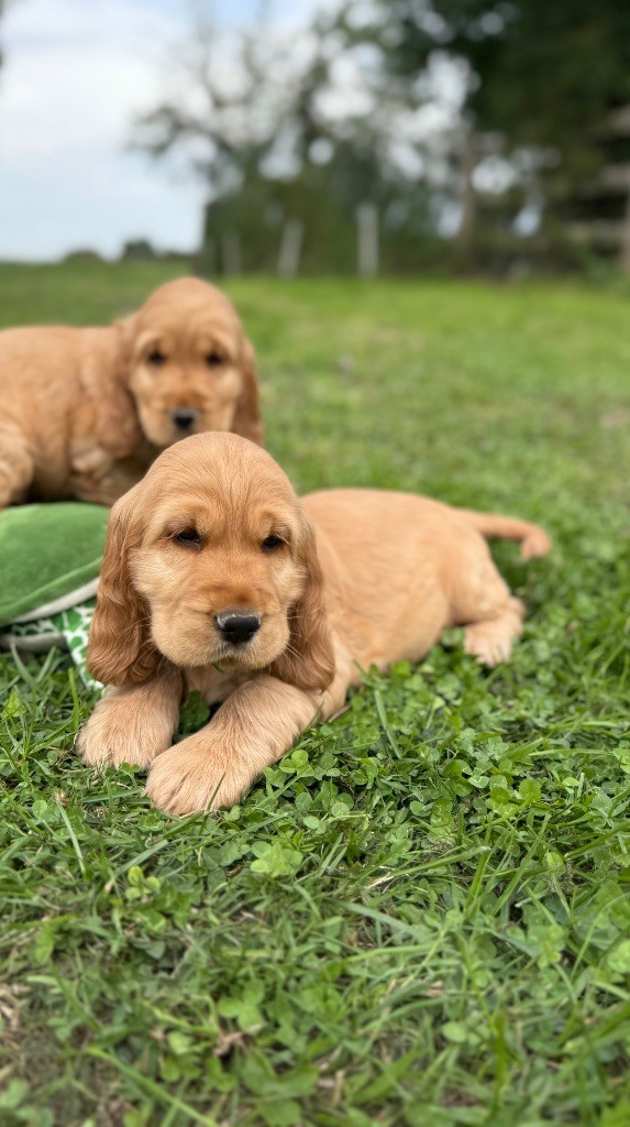 Des Moulins Etoilés - Chiots disponibles - Cocker Spaniel Anglais