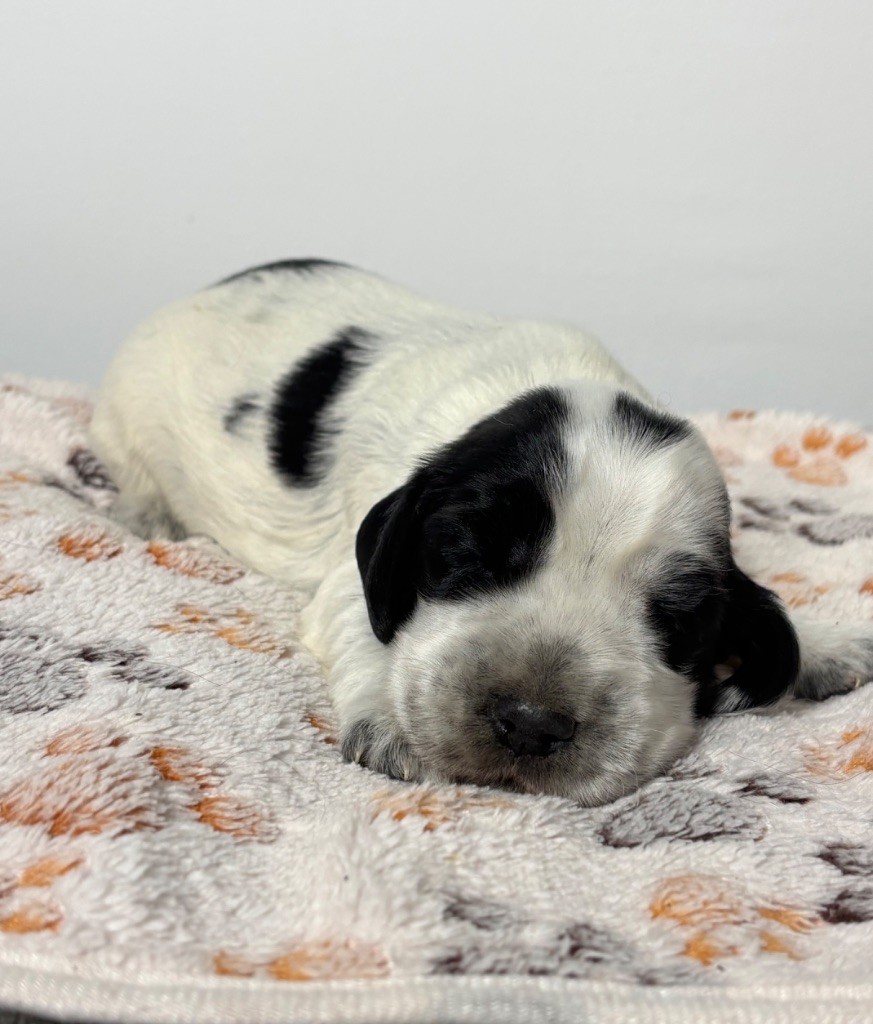 Des Moulins Etoilés - Chiots disponibles - Cocker Spaniel Anglais
