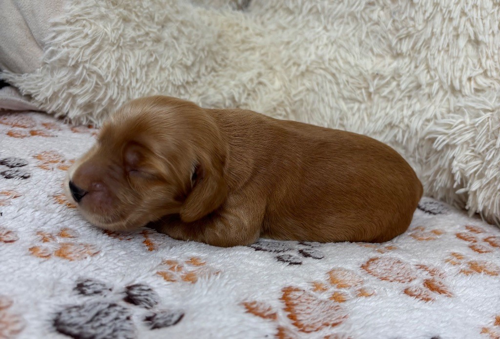 Des Moulins Etoilés - Chiots disponibles - Cocker Spaniel Anglais