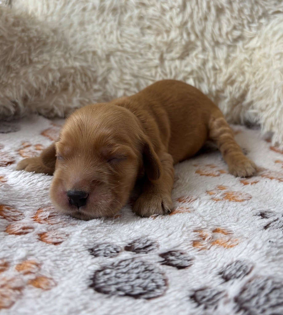 Des Moulins Etoilés - Chiots disponibles - Cocker Spaniel Anglais
