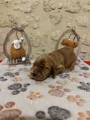 CHIOT 7