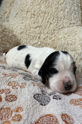 CHIOT 2