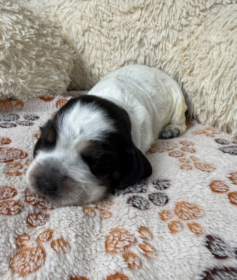 CHIOT 3