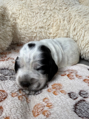 CHIOT 4