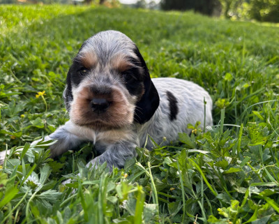 CHIOT 1