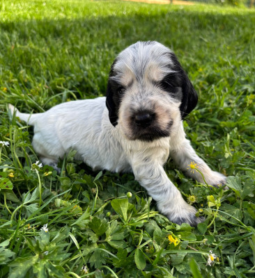 CHIOT 4