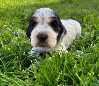 CHIOT 5