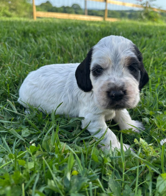 CHIOT 7