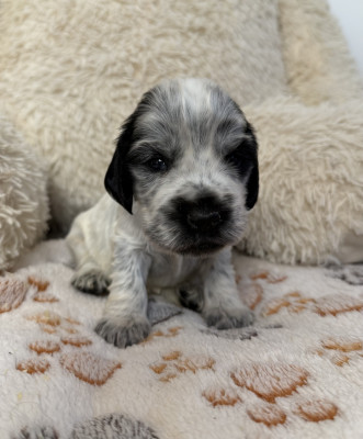 Chiot N°2
