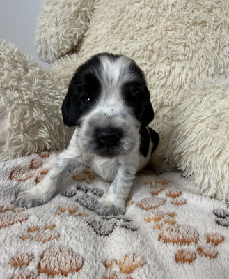 Chiot N°4