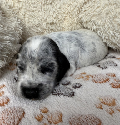 Chiot N°6