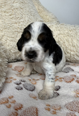 Chiot N°7